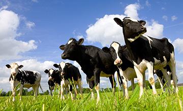 LoRaWAN支持智能农业 & 精确的动物生产